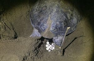 Tiny Stubs to Lengthy Tails: What Turtle Tail Differences Actually Mean ...