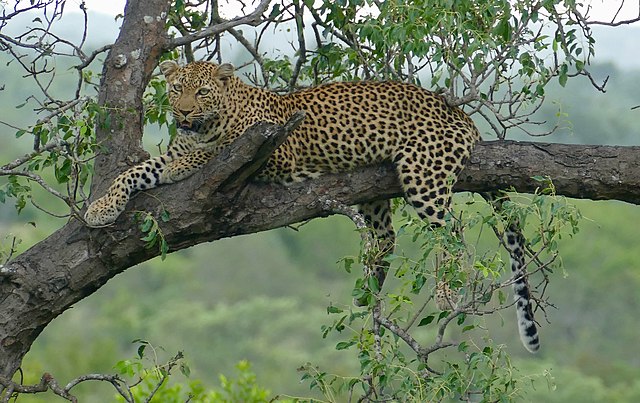Panthera