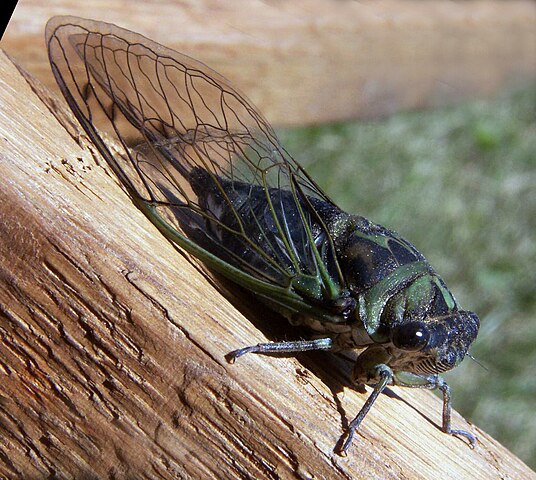Neotibicen_linnei