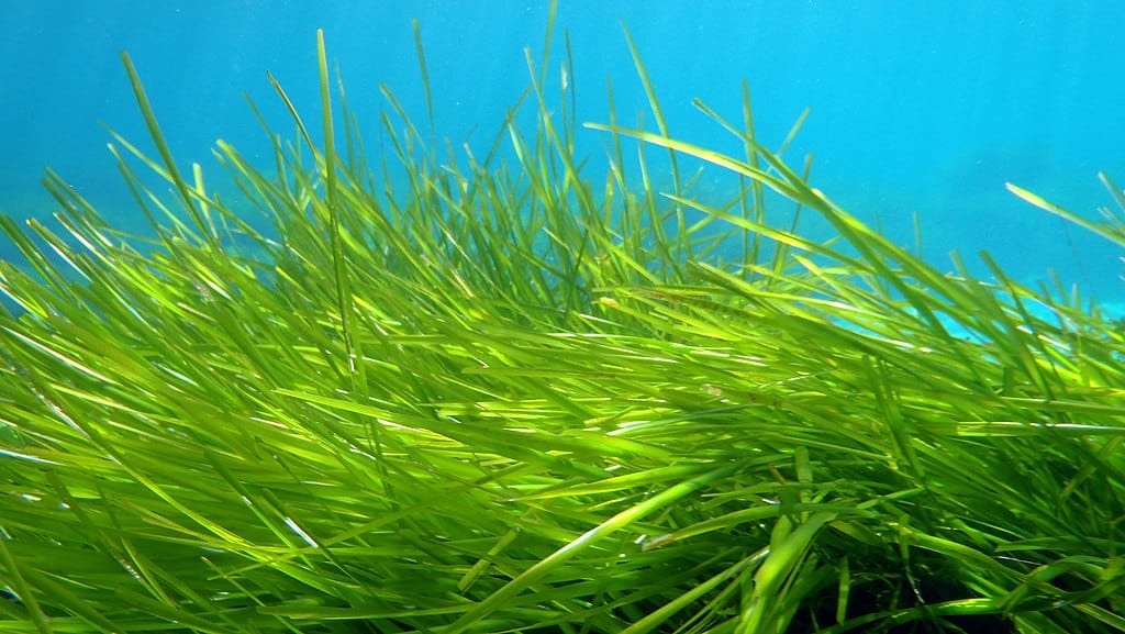 Neptune grass
