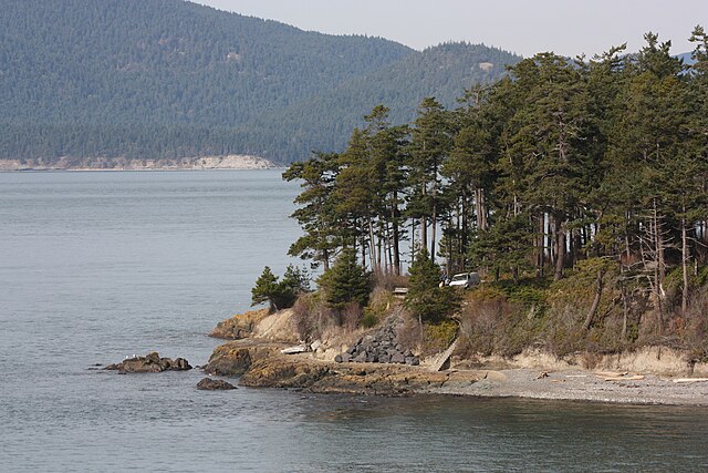Douglas fir trees