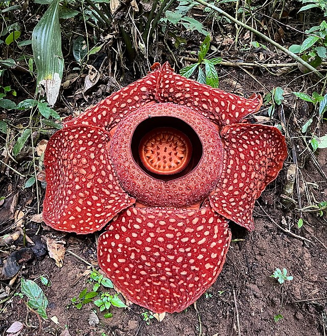 Rafflesia_arnoldii,_Sumatra