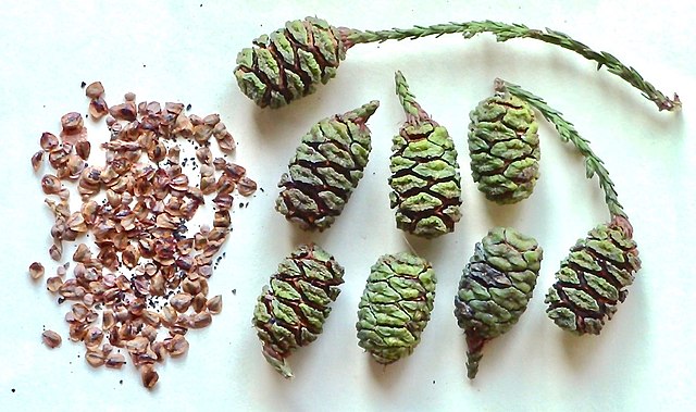 Cones and seeds of coast redwood trees