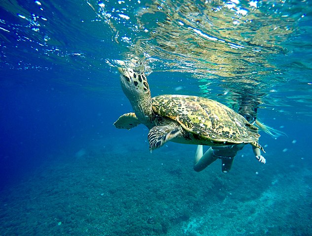 Sea turtle underwater