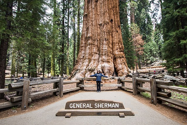 The General Sherman tree