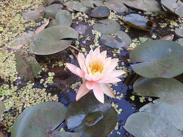 Water Lily
