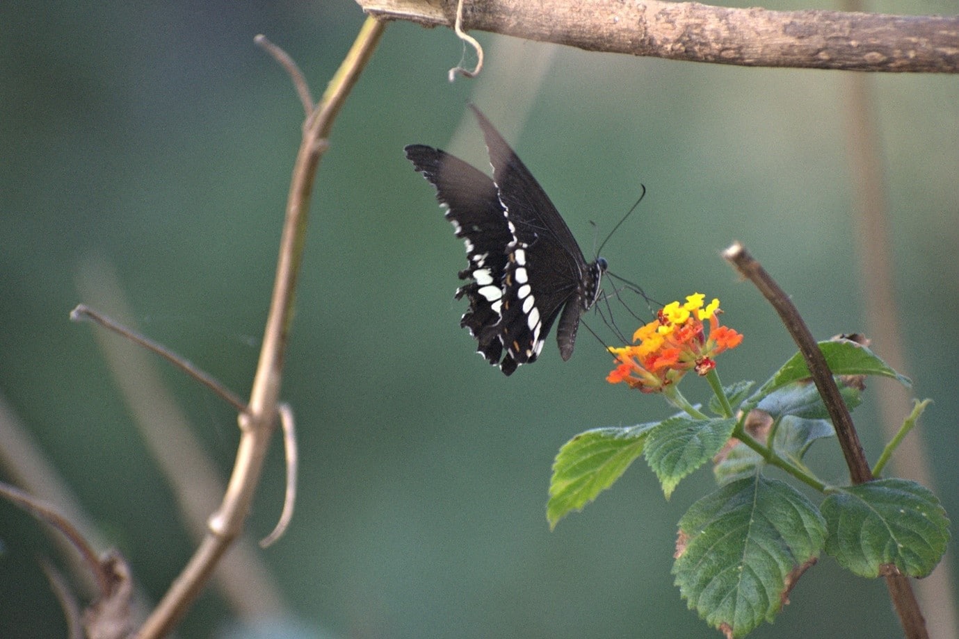 A Common Mormon butterfly