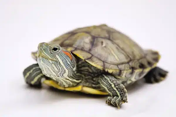 A red-eared slider turtle