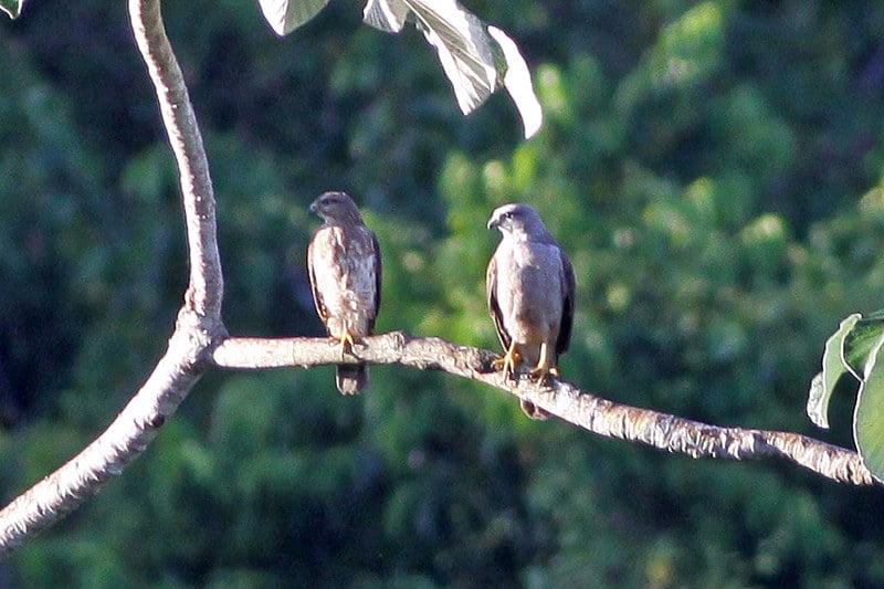 Ridgway’s hawk