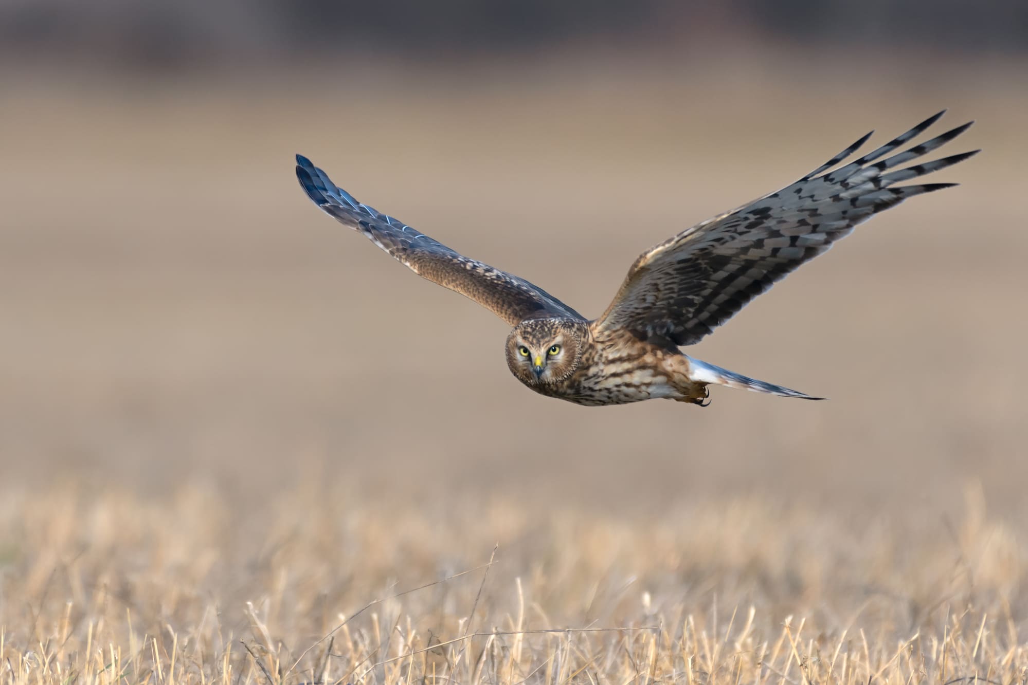 Northern harrier