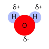Structure of water