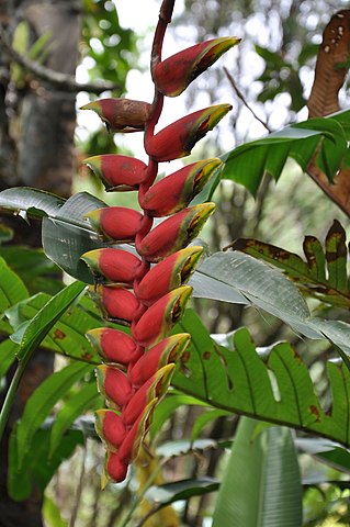Heliconia