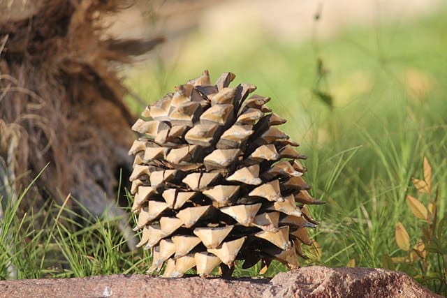 A pinecone