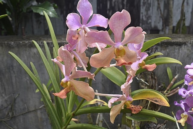 Common Orchid from the Bicol, Philippine Rainforests