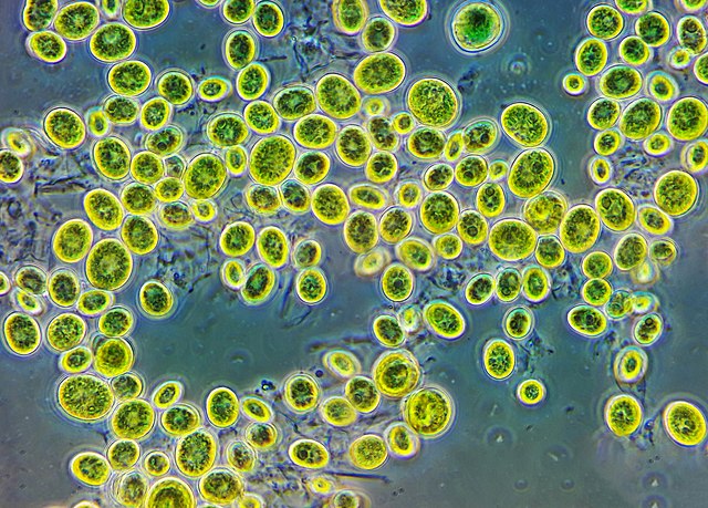 Chlorella