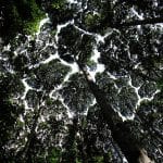 FRIM canopy