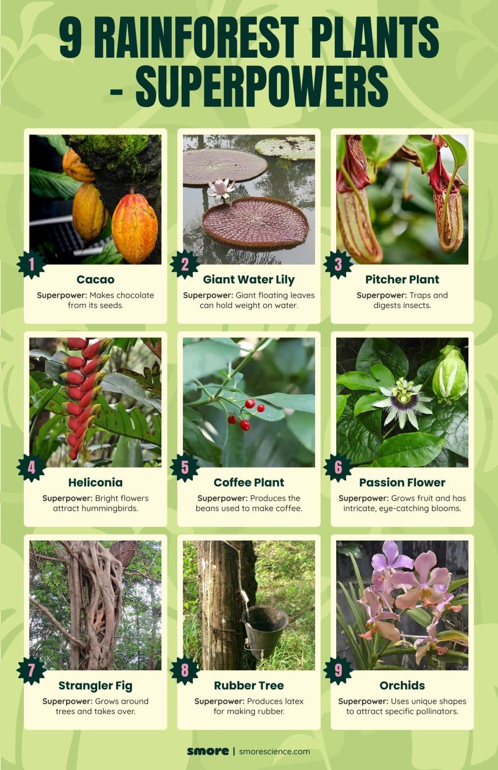 9 Rainforest Plants – Superpowers (Poster) - Smore Science