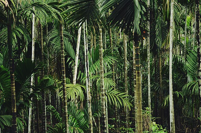 Bamboo thicket