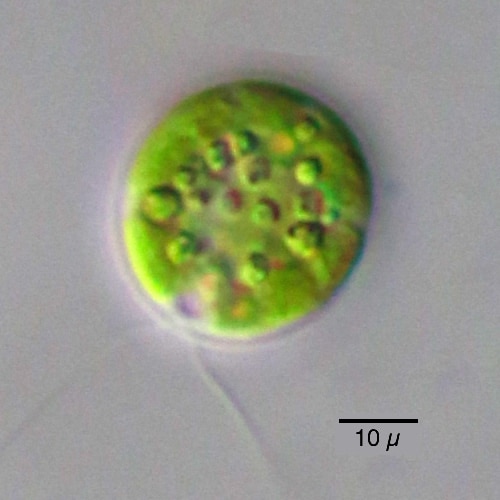Chlamydomonas