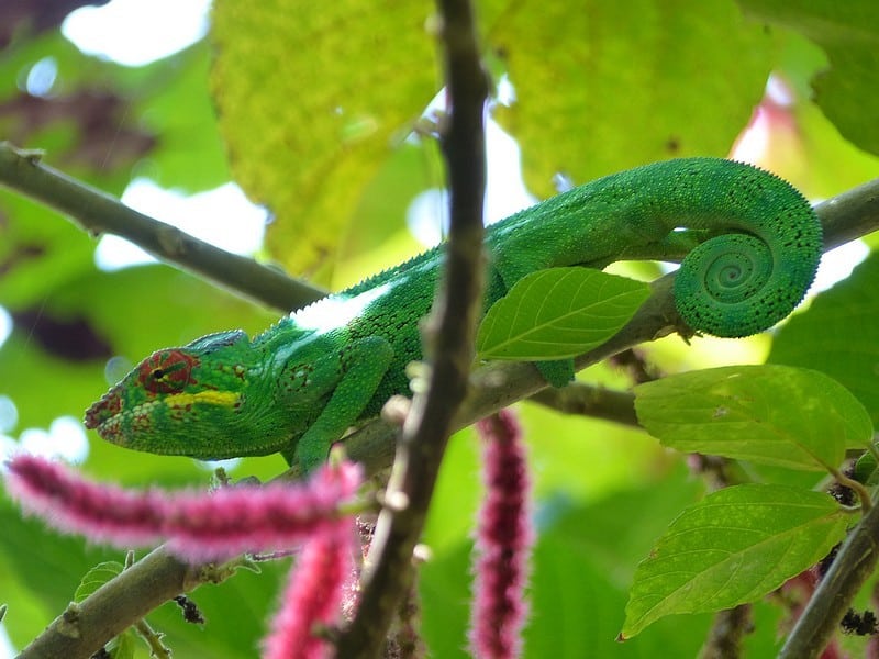 A Panther Chameleon