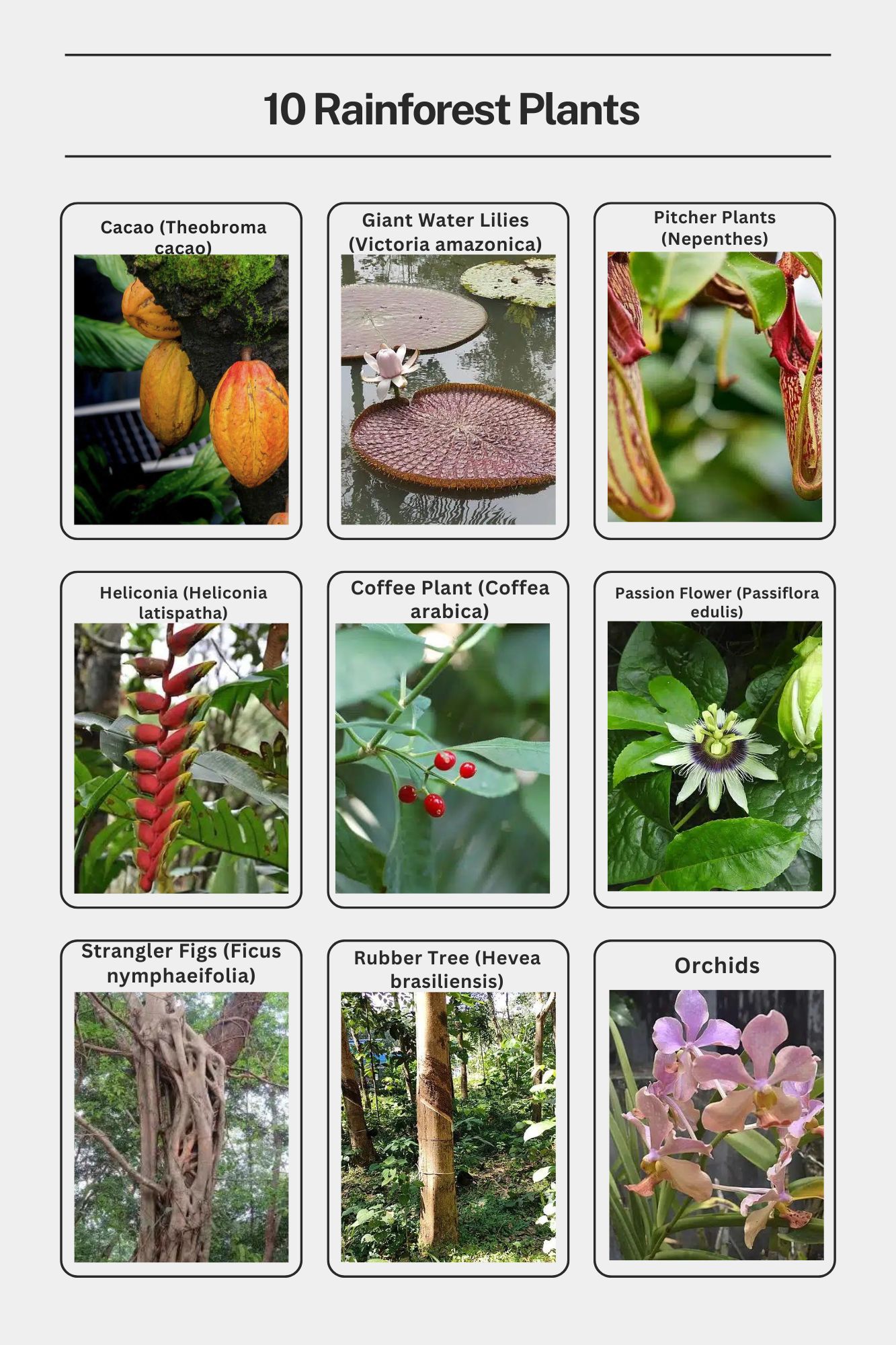 Forest Plants Names List Forest Plants Names List
