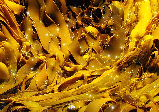 Giant kelps are algae too