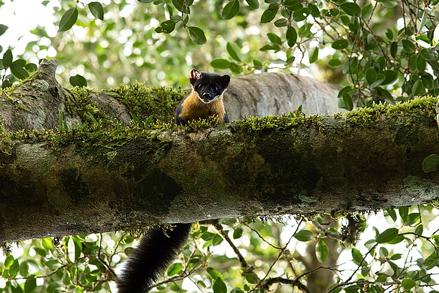 A Nilgiri Marten
