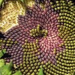 A Flower Showing the Fibonacci Pattern