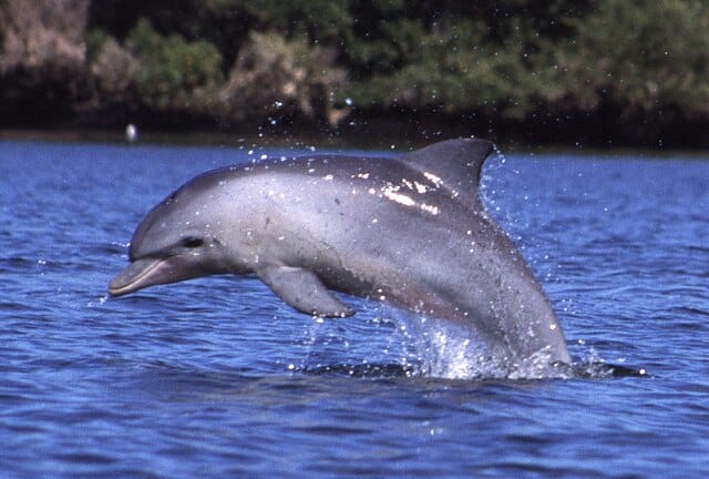 A Dolphin