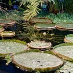 Floating Giant Leaves of Victoria Amazonica Plant