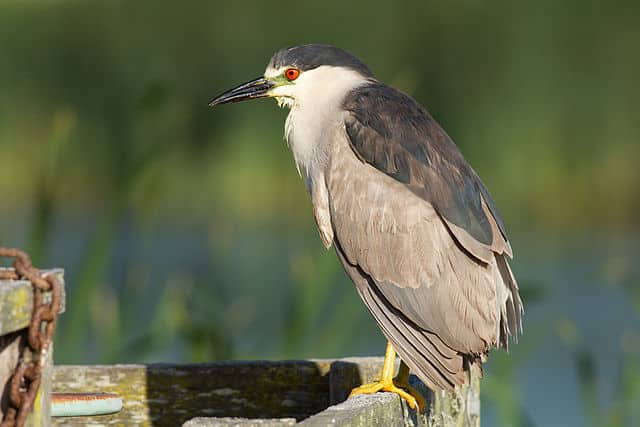 Black-Crowned Night Heron (Nycticorax nycticorax)