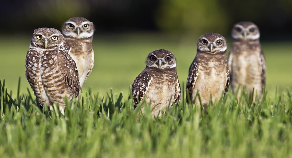 Five Burrowing Owls