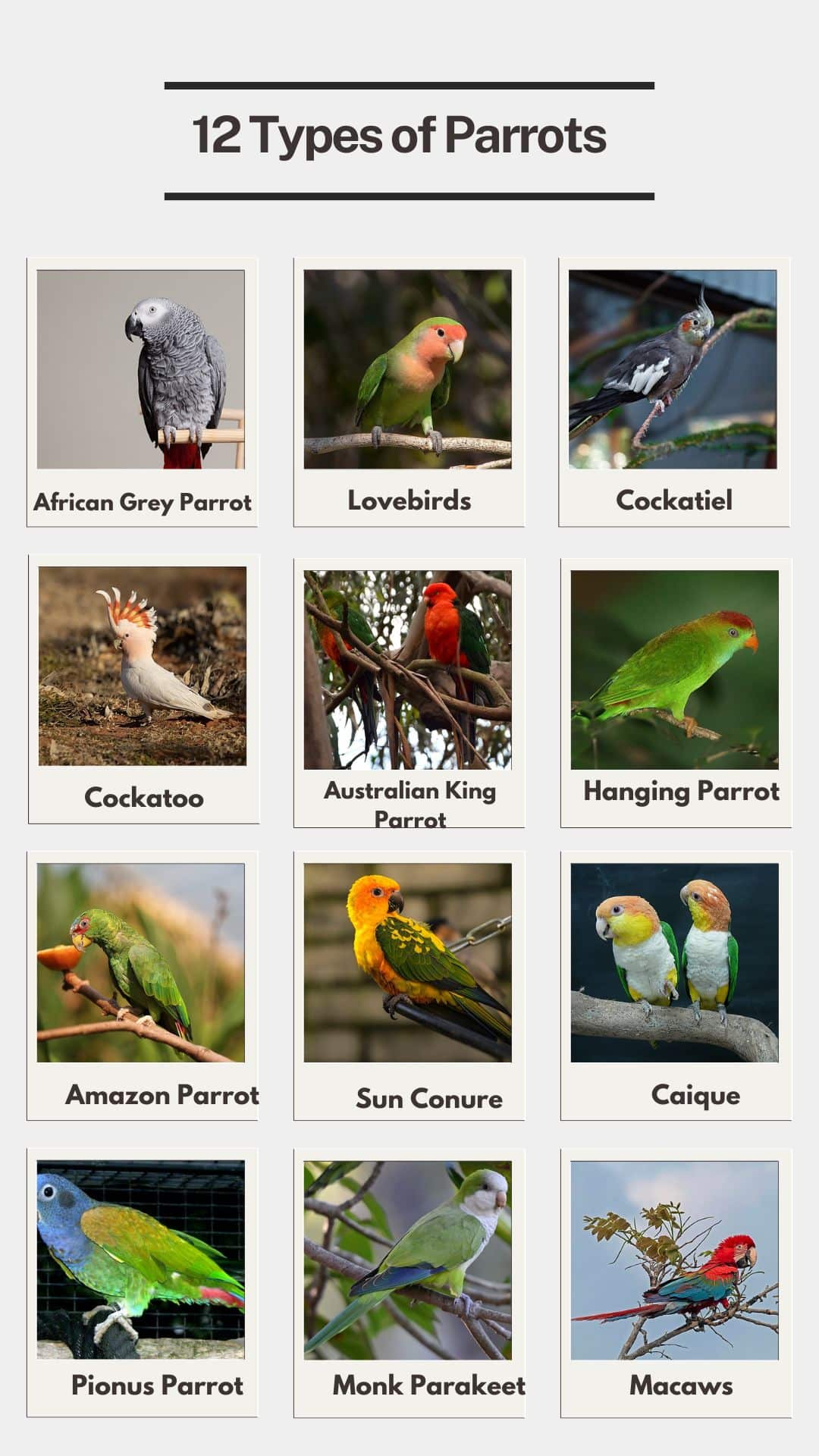 12 Types Of Parrots A Guide To Old And New World Species Facts And 12 Types Of Parrots A Guide To Old And New World Species Facts And