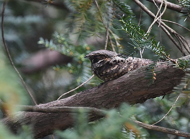 Eastern Whip-poor-will (Antrostomus vociferus)
