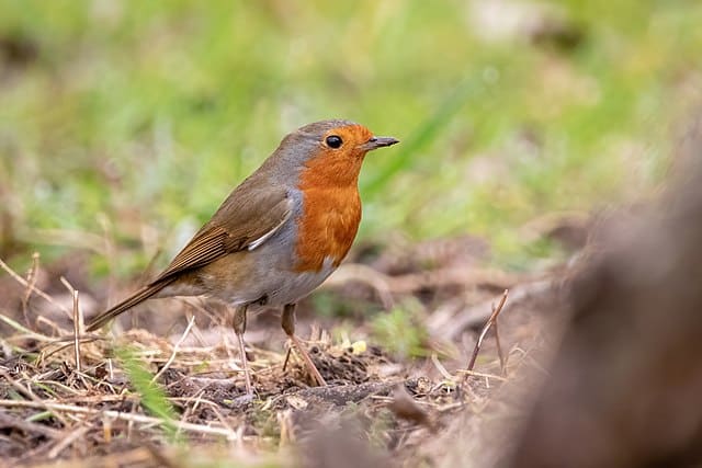 European Robin (Erithacus rubecula)