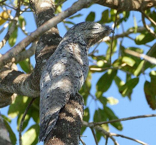Great Potoo (Nyctibius grandis)