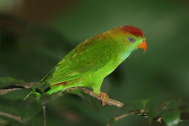 An adult Sri Lanka Hanging Parrot