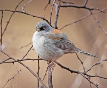 Yellow-eyed junco