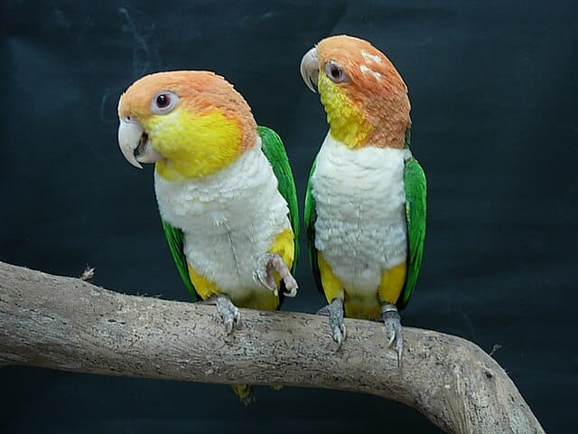 White-bellied Parrot