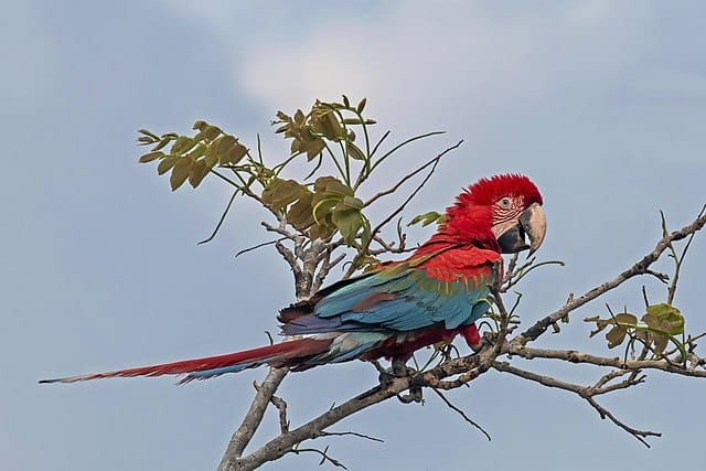 Juvenile of Red-and-green macaw