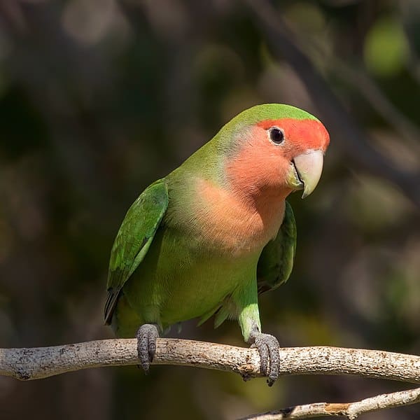 Lovebird in Namibia