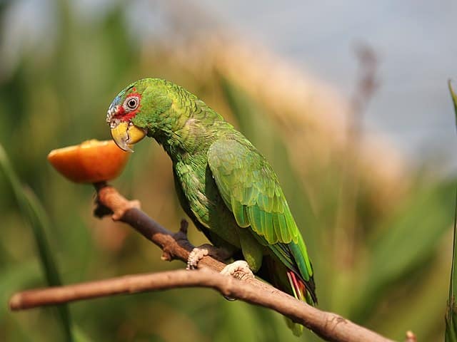 White-fronted amazon (Amazona albifrons