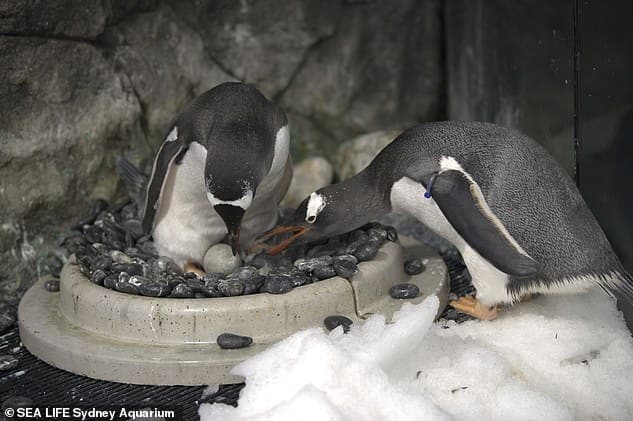 Penguin