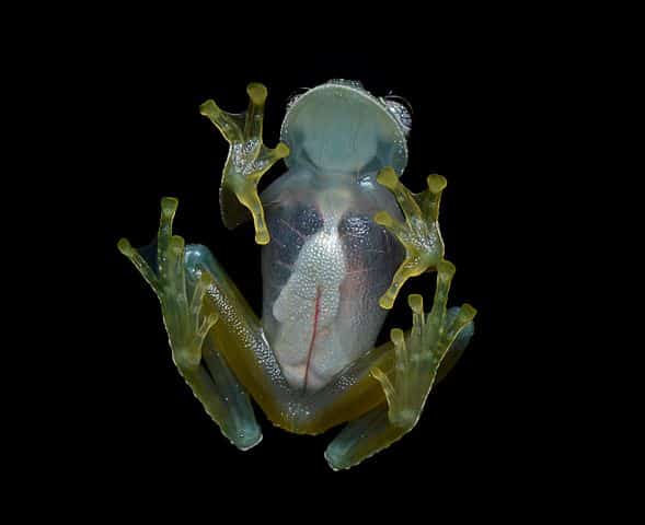 ggallice Glass_frog