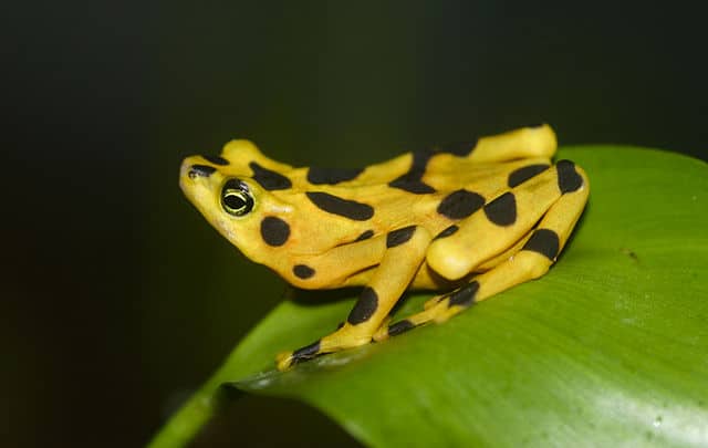 Atelopus zeteki1