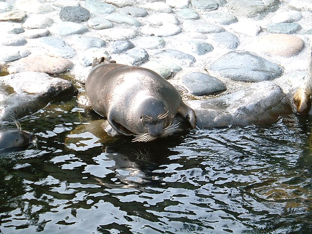 Baikal_seal