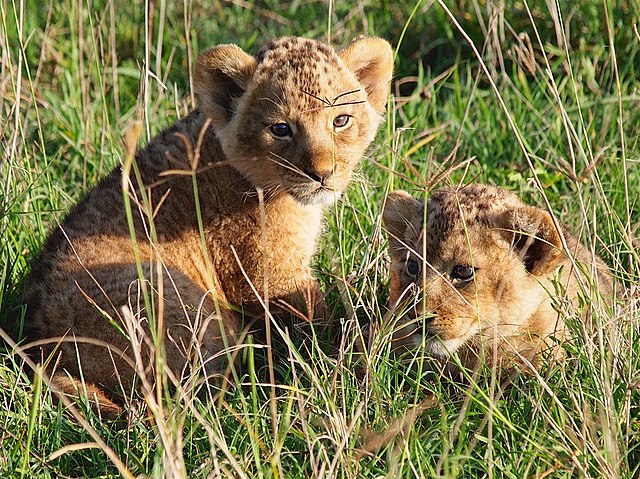 Lion_cubs,