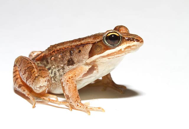 Lithobates_sylvaticus