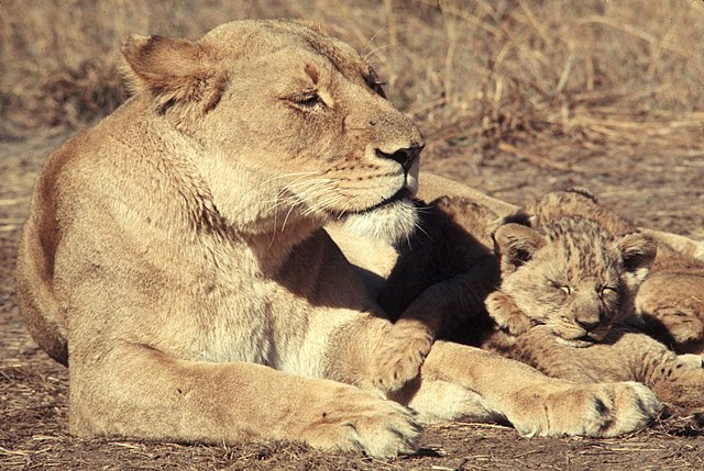 African lioness