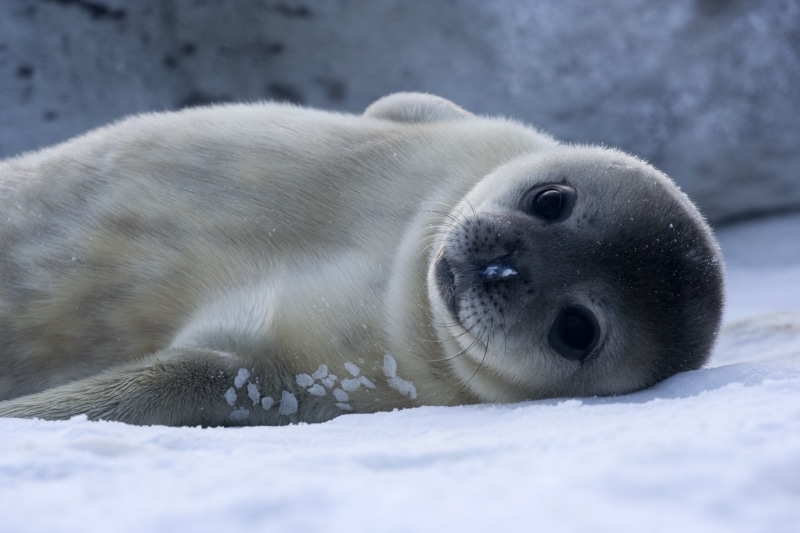 Baby Weddell Seal